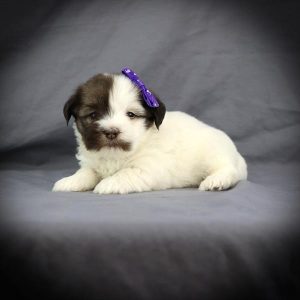 Havanese - 3848