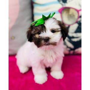 Havanese - 3848