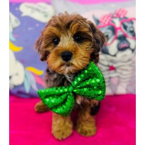 Yorkiepoo - 3862