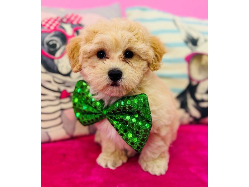 Maltipoo – 3854