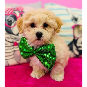 Maltipoo - 3854