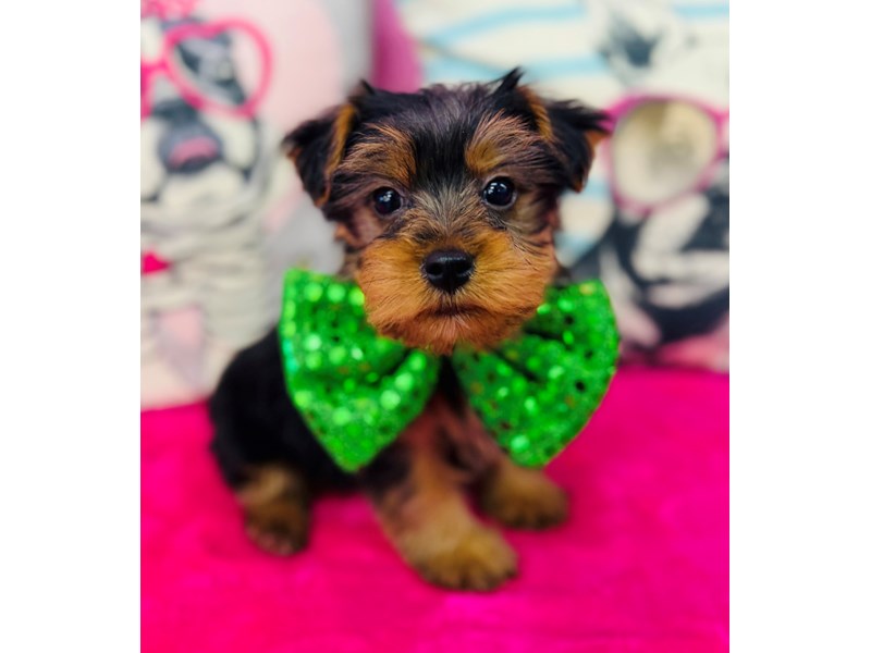 Yorkshire Terrier – 3857