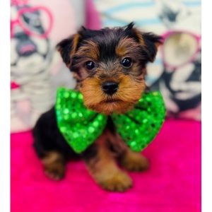 Yorkshire Terrier - 3857