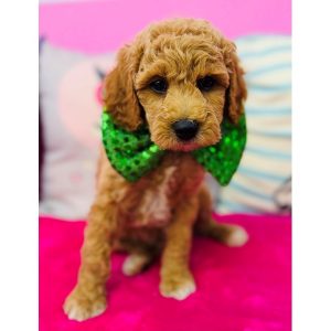 Miniature Poodle - 3856