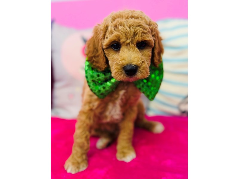 Miniature Poodle – 3856