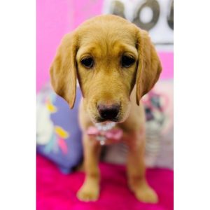 Labrador Retriever - 3859