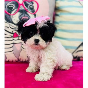 Shihpoo - 3867