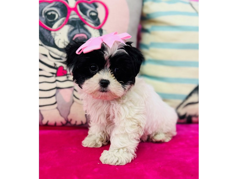 Shihpoo – 3867