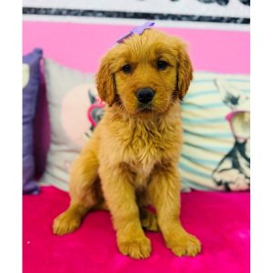 Golden Retriever - 3870