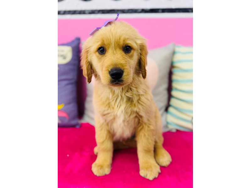 Golden Retriever – 3869