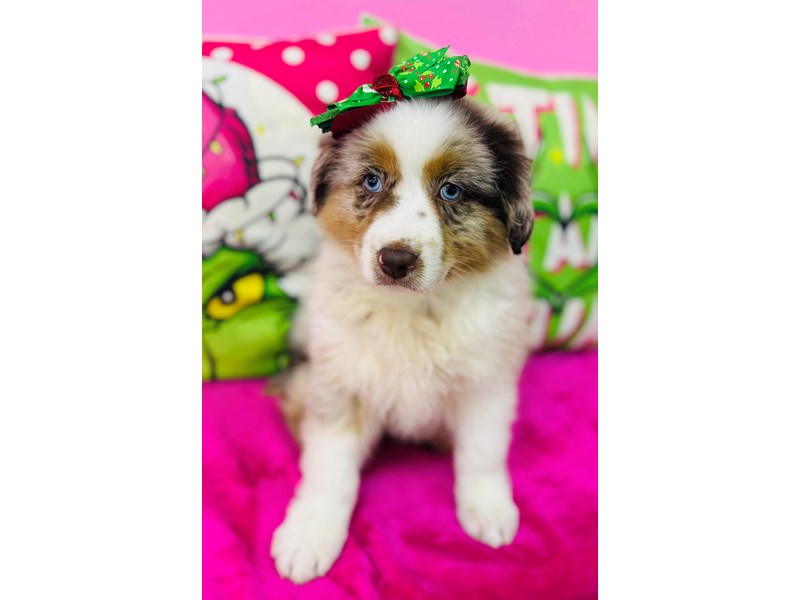 Australian Shepherd – 3798