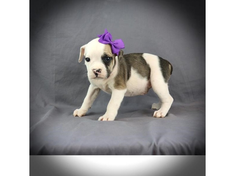 Victorian Bulldog – 3841