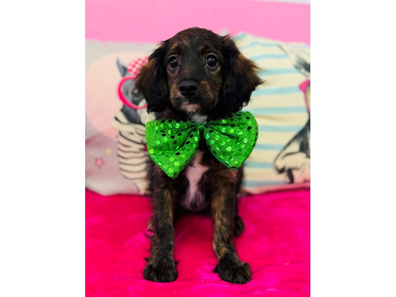 Cavapoo – 3840