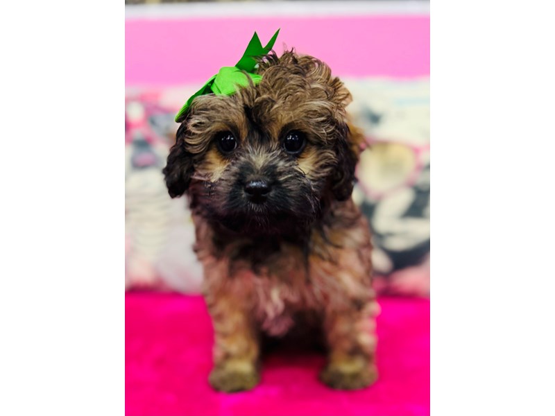 Aussiedoodle – 3845