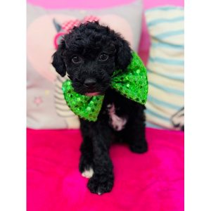 Miniature Poodle - 3855
