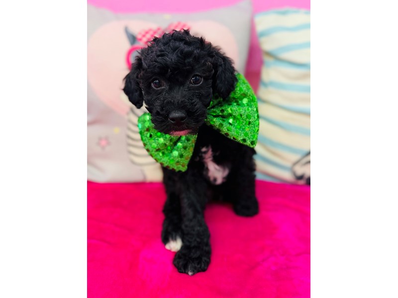 Miniature Poodle – 3855