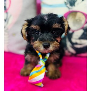 Morkie - 3866