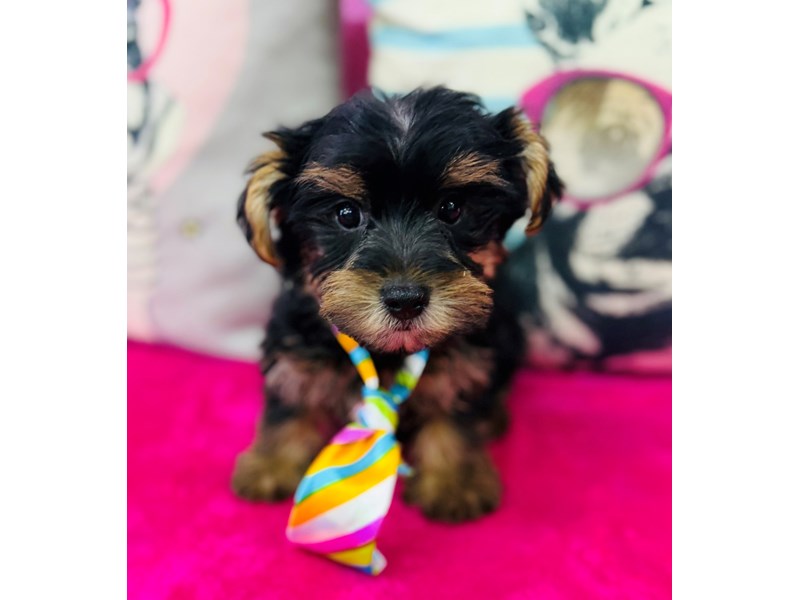 Morkie – 3866