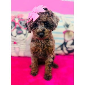 Miniature Poodle - 3865