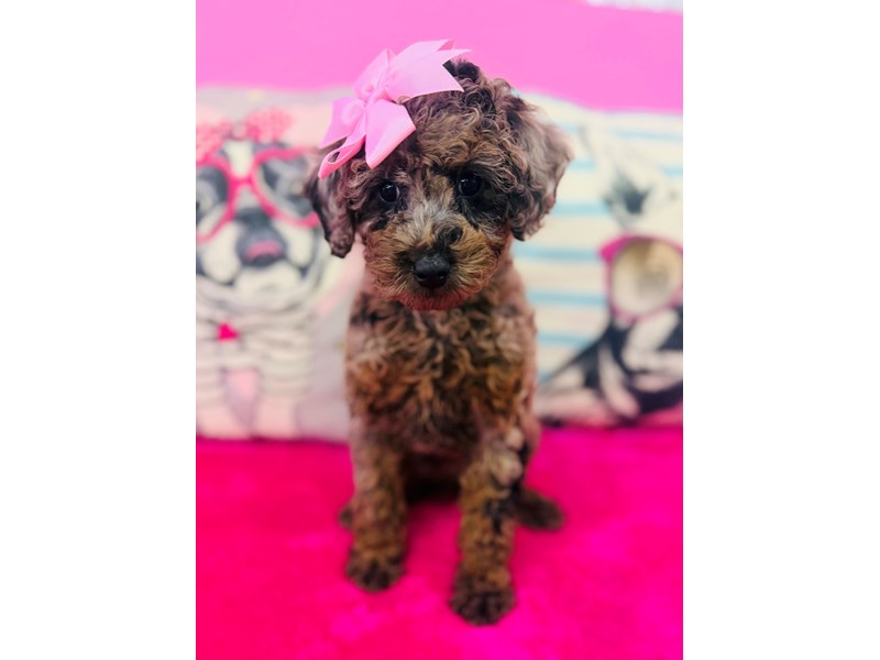 Miniature Poodle – 3865