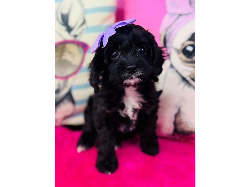 Cavapoo – 3864