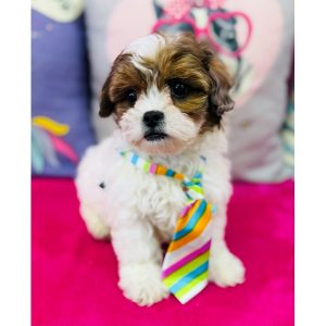 Shihpoo - 3863
