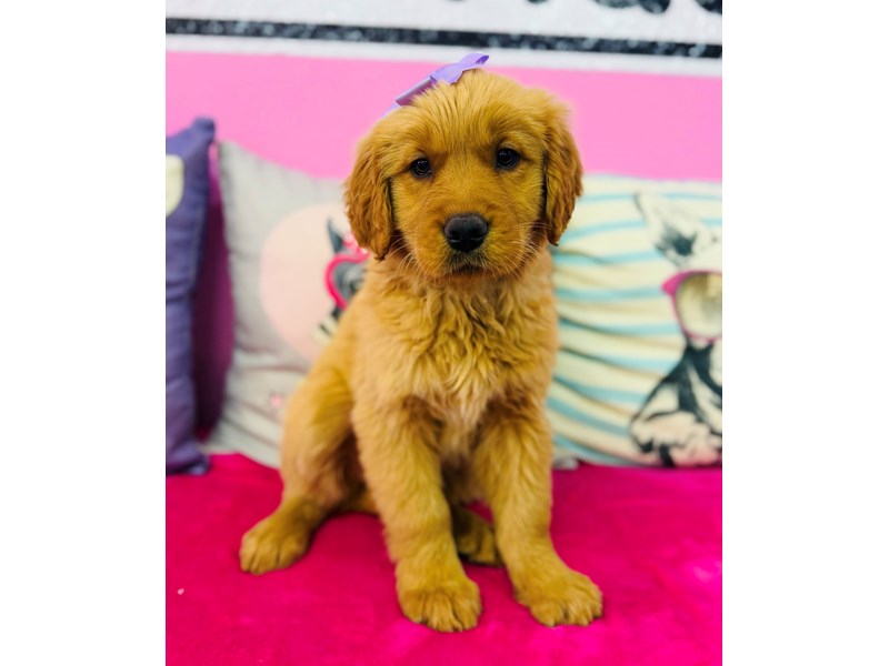 Golden Retriever – 3870