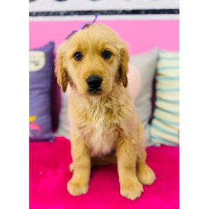 Golden Retriever - 3869