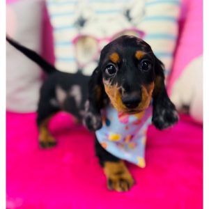 Dachshund - 3872
