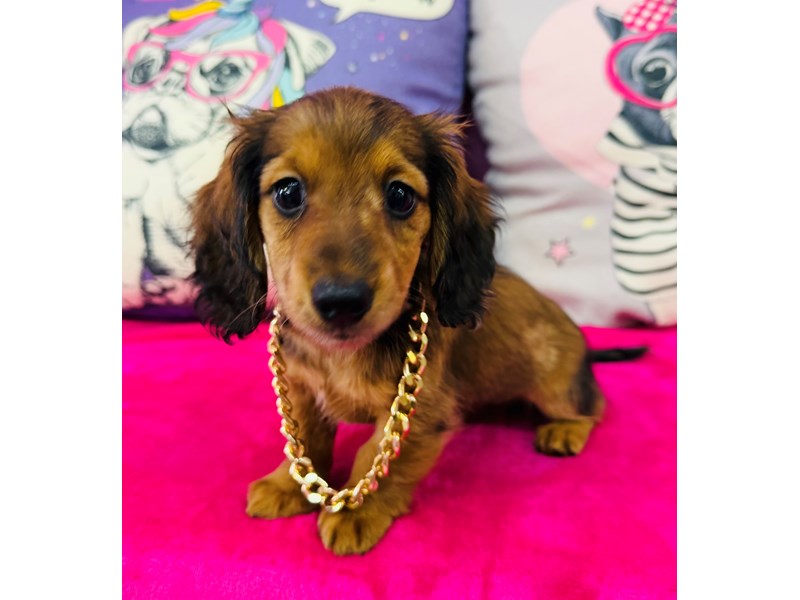 Dachshund – 3878