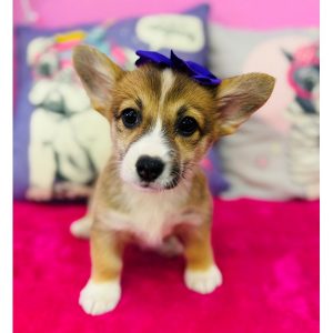 Pembroke Welsh Corgi - 3876