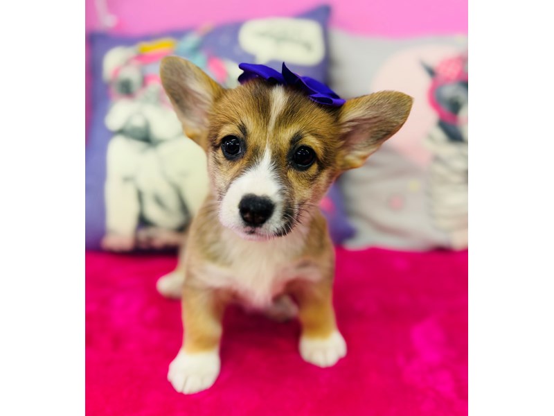 Pembroke Welsh Corgi – 3876