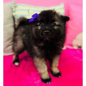 Keeshond - 3877
