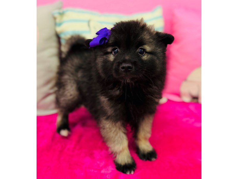 Keeshond – 3877