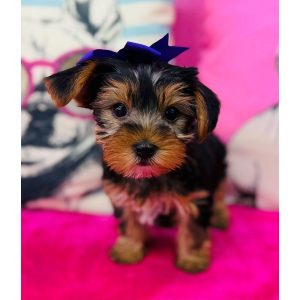 Yorkshire Terrier - 3875