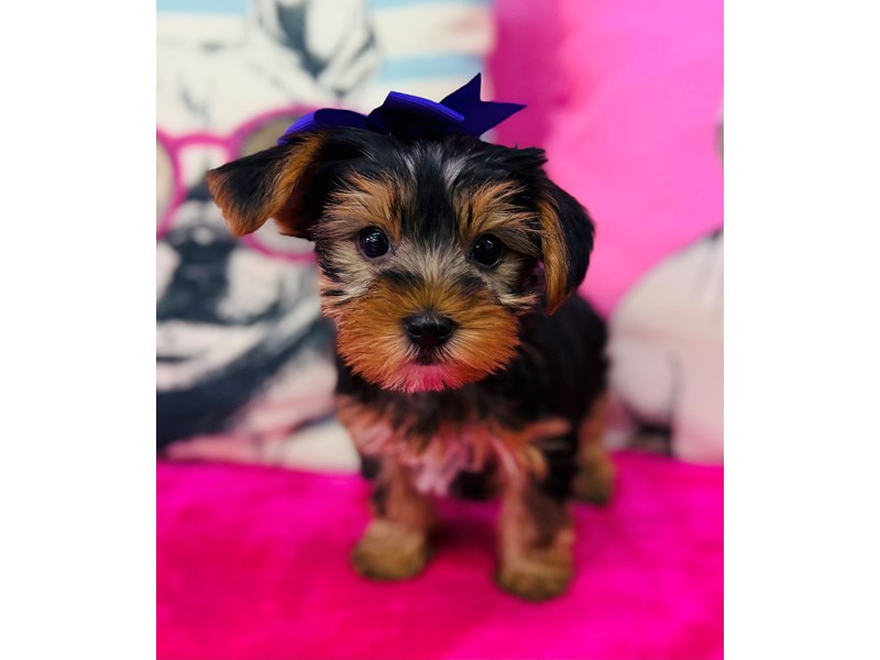 Yorkshire Terrier – 3875