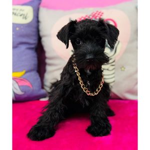Miniature Schnauzer - 3874