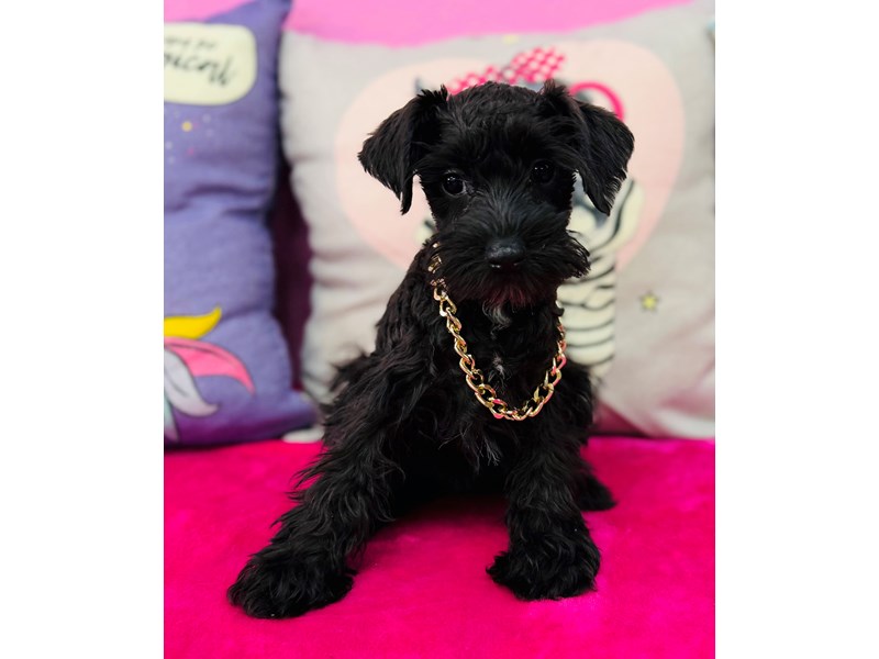 Miniature Schnauzer – 3874