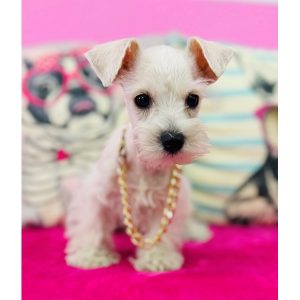 Miniature Schnauzer - 3873