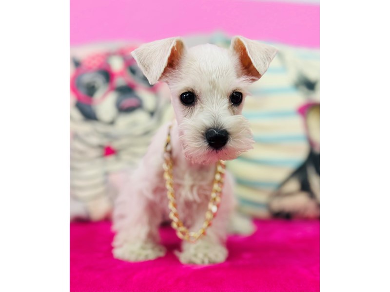 Miniature Schnauzer – 3873