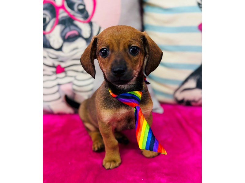 Chiweenie – 3879