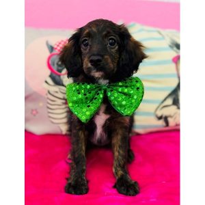 Cavapoo - 3840