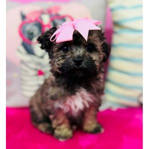 Bichonpoo - 3868