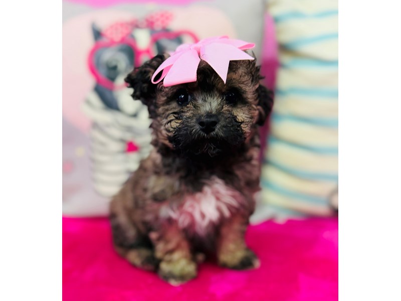 Bichonpoo – 3868