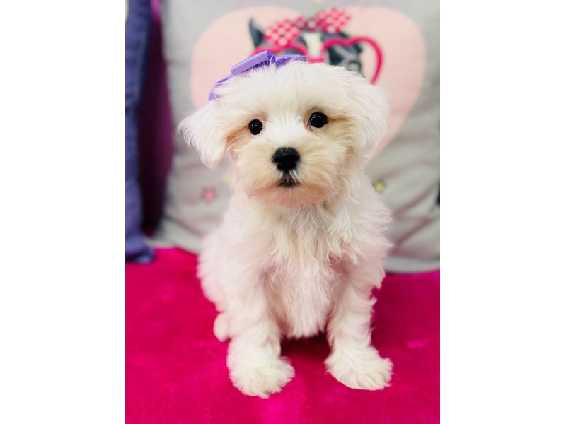 Maltese – 3871