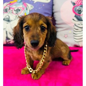 Dachshund - 3878