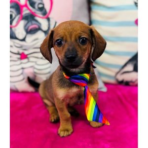 Chiweenie - 3879