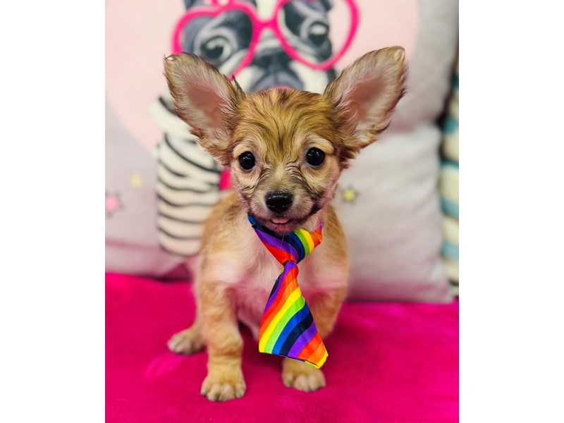 Chihuahua – 3880