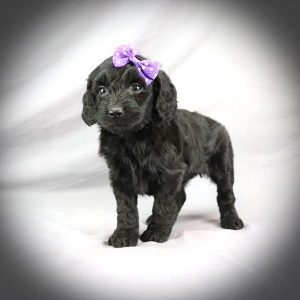 Miniature Goldendoodle - 3881