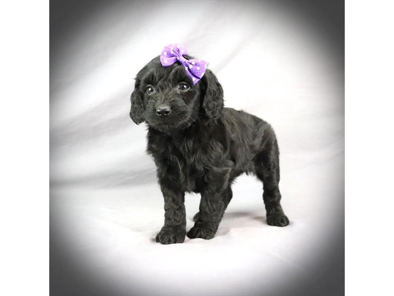 Miniature Goldendoodle – 3881